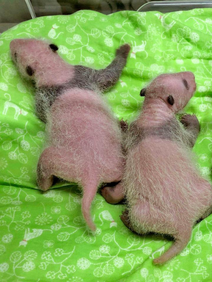 　ジャイアントパンダの双子の赤ちゃん＝東京・上野動物園（東京動物園協会提供）