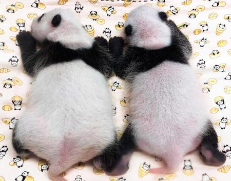 　ジャイアントパンダの双子の赤ちゃん（東京動物園協会提供）
