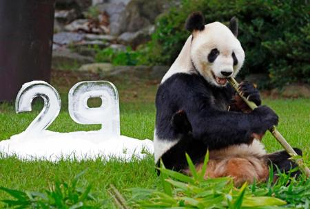 　２９歳の誕生日にプレゼントされた好物の竹を食べるジャイアントパンダの永明
