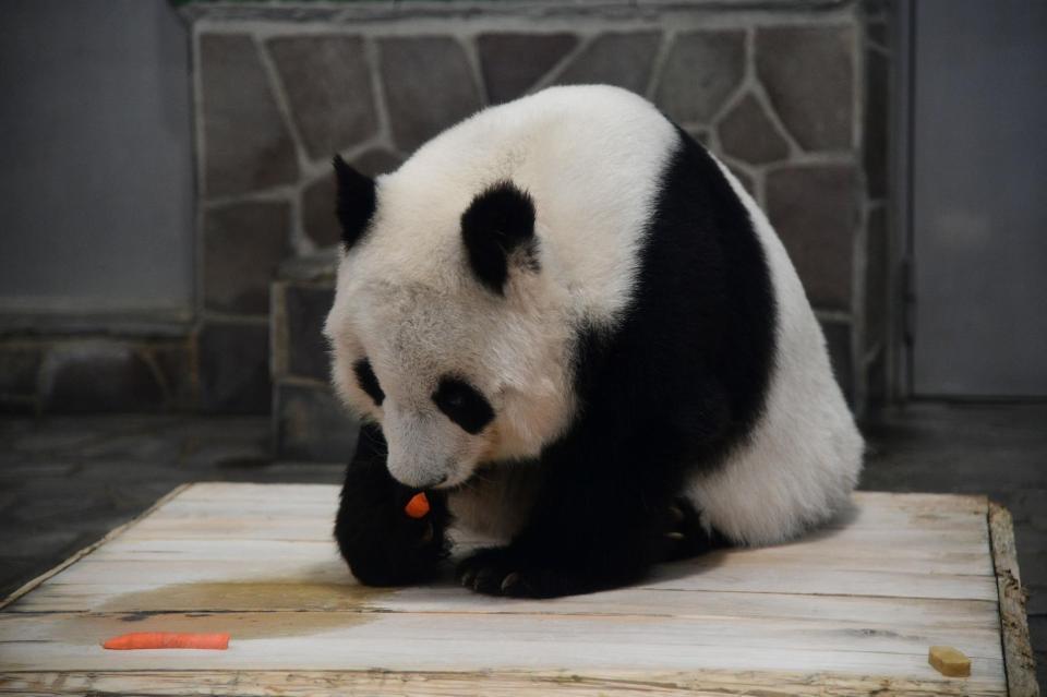 おいしそうにえさを食べるジャイアントパンダのタンタン＝神戸市灘区王子町３，神戸市立王子動物園（撮影・坂井萌香）