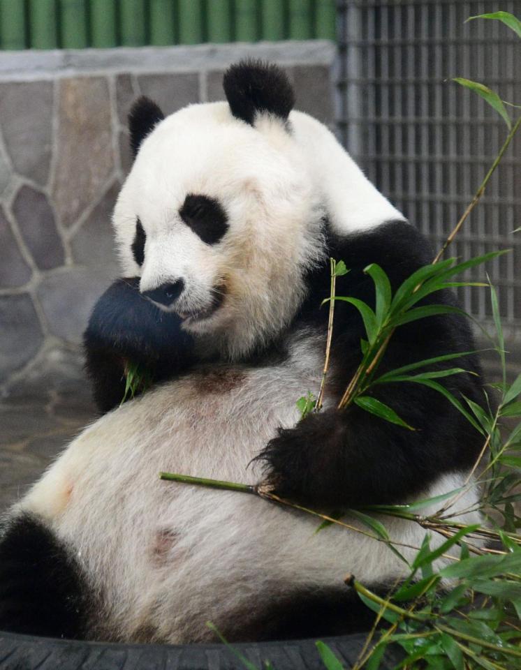 おいしそうにタケを食べるジャイアントパンダのタンタン＝神戸市灘区王子町３，神戸市立王子動物園（撮影・坂井萌香）