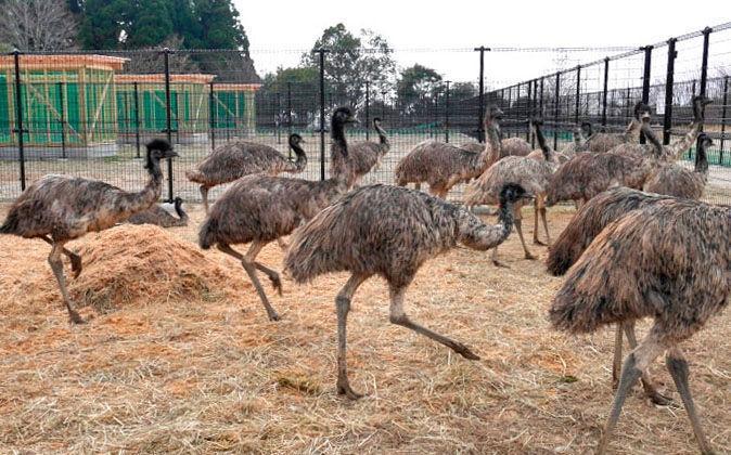 ゴゴスマ はワニガメ ミヤネ屋 はエミュー 冒頭動物話題でネット これこそワイドショー 芸能 デイリースポーツ Online