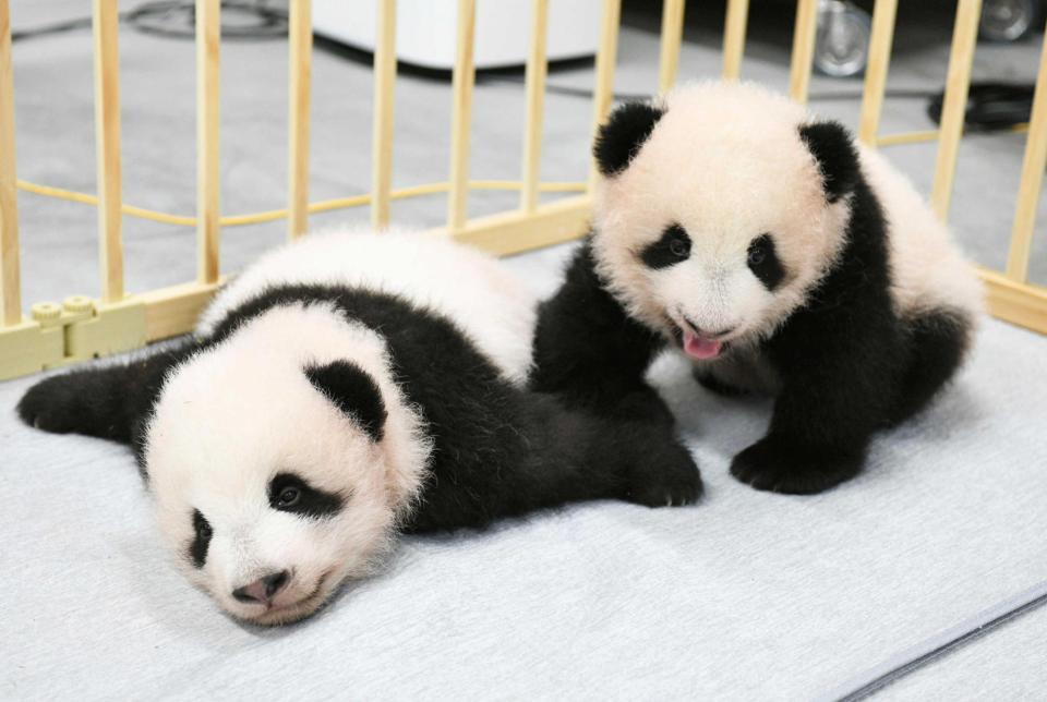 上野動物園の双子パンダ 名前は「暁暁」と「蕾蕾」に決定/芸能/デイリースポーツ online