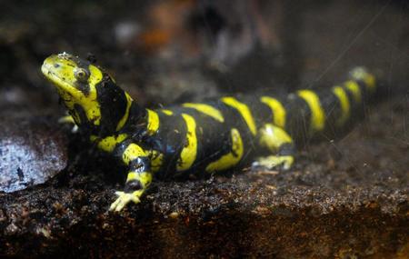 　今年の干支「寅（とら）」のようなしま模様をした「オビトラフサンショウウオ」