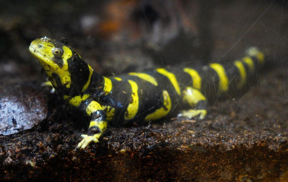 　今年の干支「寅（とら）」のようなしま模様をした「オビトラフサンショウウオ」