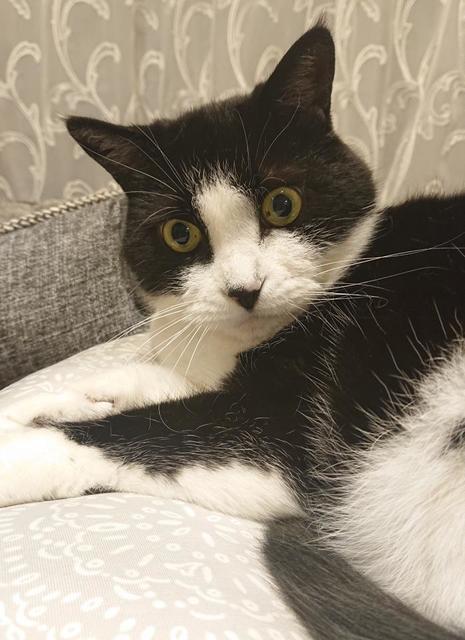 スーパー猫の日 は企業公式ツイッターが面白い 猫の日限定で会社名変更続出 芸能 デイリースポーツ Online スーパー猫の日 は企業公式ツイッターが面白い 猫の日限定で会社名変更続出 芸能 デイリースポーツ Online