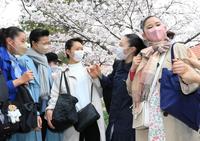 満開となった桜並木の下で合格を喜ぶ受験生（撮影・斎藤雅志）