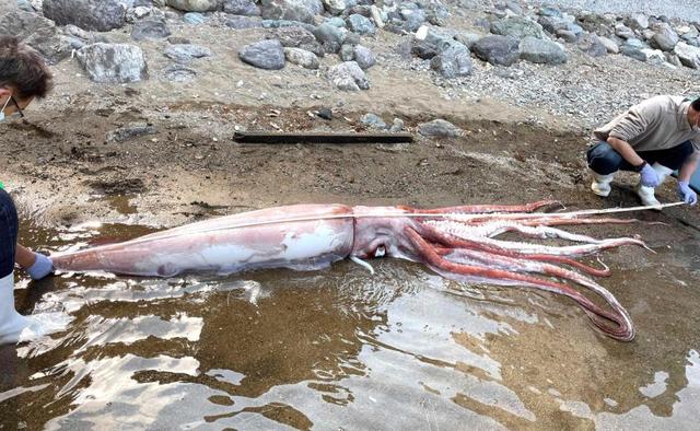 海岸に体長３メートルのダイオウイカ漂着　福井で地元漁師が発見