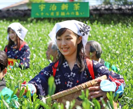 　「八十八夜茶摘みの集い」で新芽を摘む「宇治茶レディ」ら＝京都府宇治市