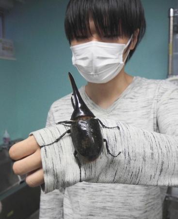 　「ヘラクレスオオカブト」に触れる仙台ＥＣＯ動物海洋専門学校の学生