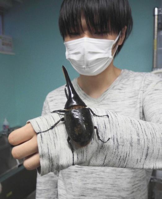 コロナ禍で高まる！昆虫人気が熱い　仙台市の専門学校が「ブリーダー」育成コース開設
