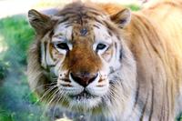 ８日に死んだ雄のベンガルトラ「ボルタ」＝５月（那須サファリパーク提供）