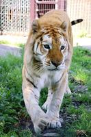 ８日に死んだ雄のベンガルトラ「ボルタ」＝５月（那須サファリパーク提供）