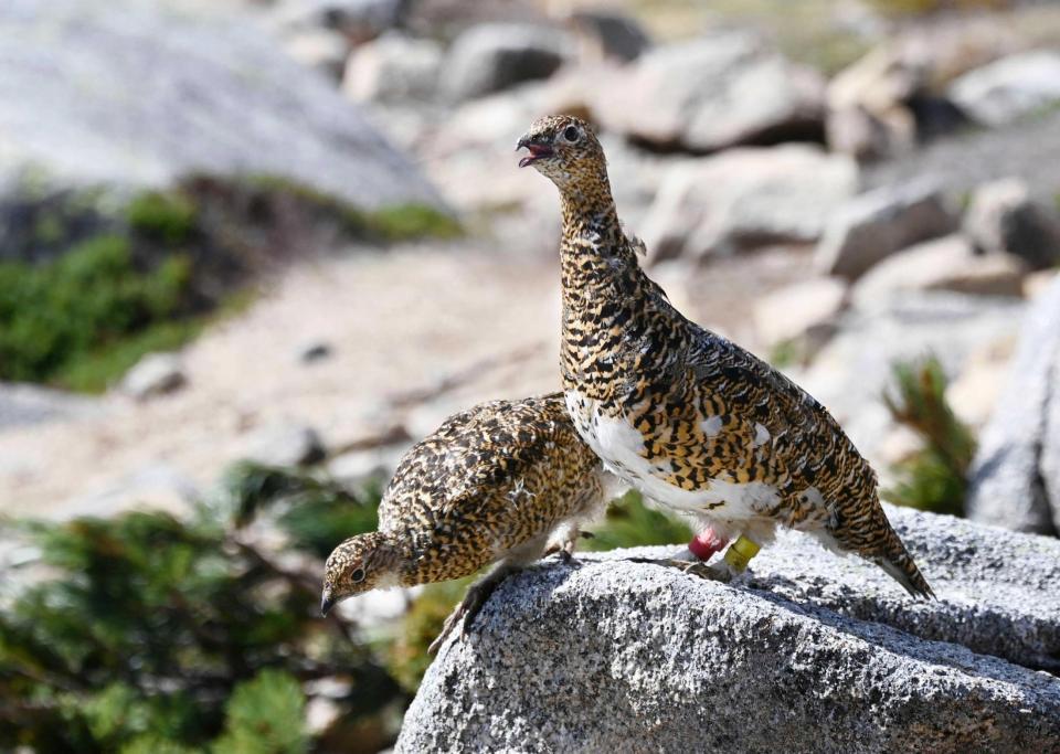 　自然の中を「お散歩」するニホンライチョウ（代表撮影）