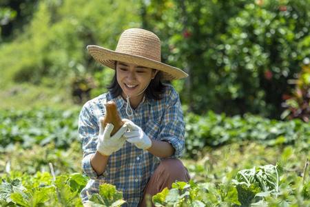 畑で採れたての野菜を手にする暢子（黒島結菜）