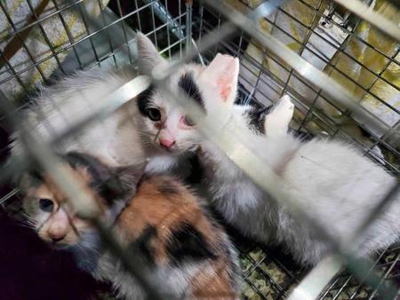 　捕獲箱の中で、耳の一部を切り取られた状態で見つかった猫＝１７日（おおむら桜ねこの会提供）