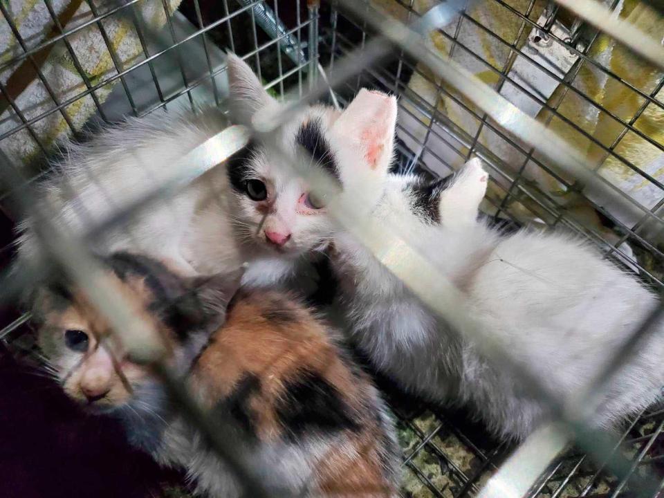 　捕獲箱の中で、耳の一部を切り取られた状態で見つかった猫＝１７日（おおむら桜ねこの会提供）