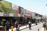 　首都のサンホセ。いたるところに固有種のポスターが（本人提供）