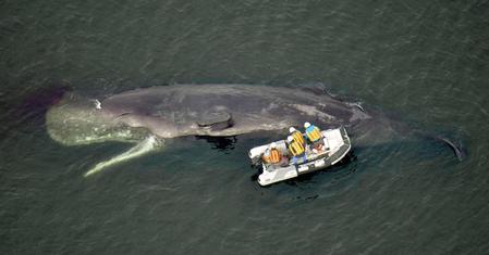 　大阪市の淀川河口近くで見つかったクジラ。市の現地調査により、死んでいることが確認された（共同通信社ヘリから）