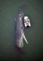 　大阪市の淀川河口近くで見つかったクジラ。市の現地調査により、死んでいることが確認された＝１３日