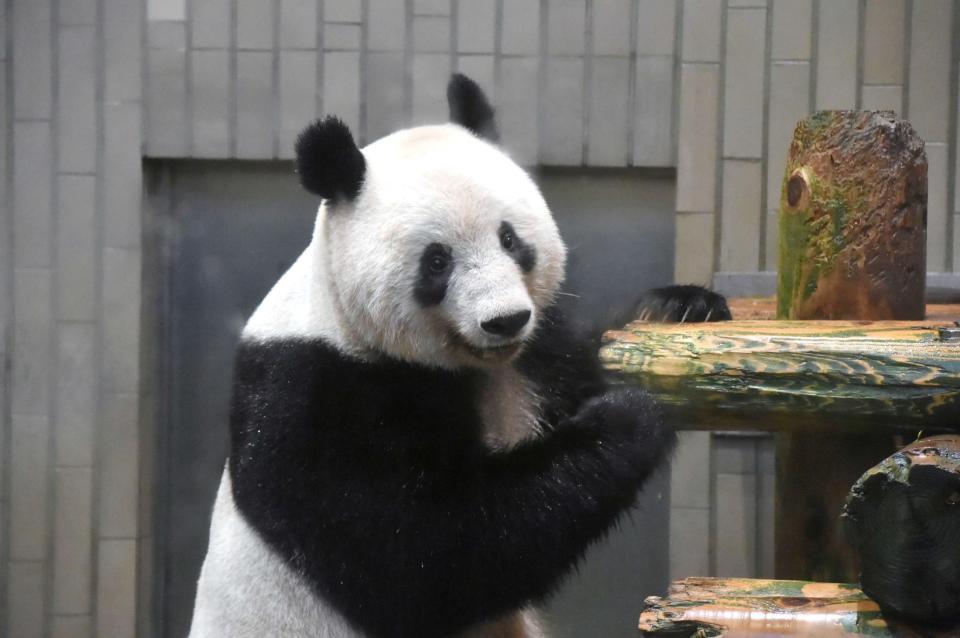 　上野動物園の雌のジャイアントパンダ、シャンシャン＝（公財）東京動物園協会提供