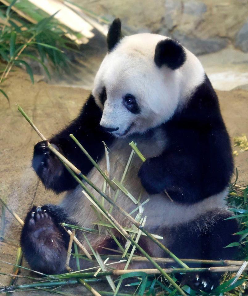 　１９日、観覧最終日を迎えた上野動物園のシャンシャン