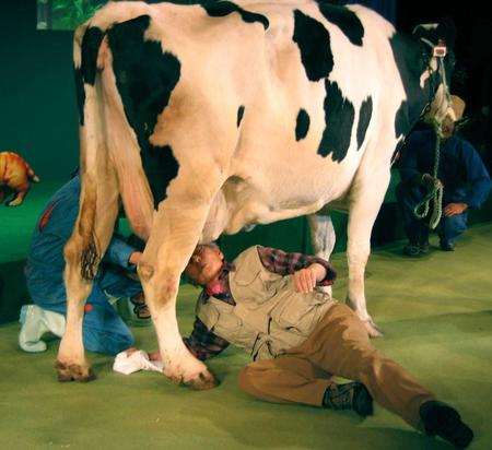 　本物の牛の乳房から直接牛乳を飲むパフォーマンス＝０６年１２月