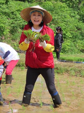 　田植えに精を出す小林幸子