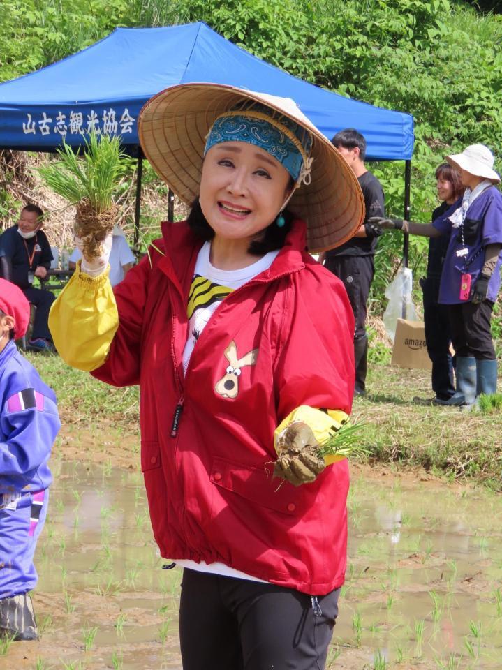 　田植えに精を出す小林幸子