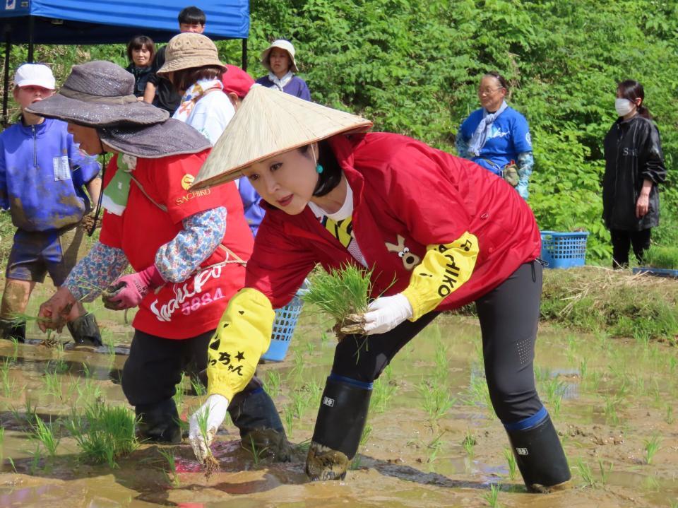 　田植えに精を出す小林幸子