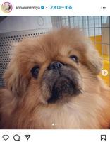 梅宮アンナのインスタグラム@annaumemiyaより