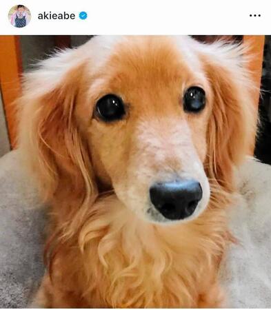 ２１年６月、ロンを迎え入れた報告を。安倍昭恵さんのインスタグラム＠ａｋｉｅａｂｅより