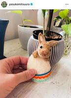 　光浦靖子のインスタグラム＠ｙａｓｕｋｏｍｉｔｓｕｕｒａ（２４年３月）より