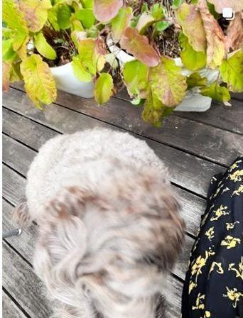 ウッドデッキの植物を紹介。４月１０日付の工藤静香のインスタグラム＠ｋｕｄｏ＿ｓｈｉｚｕｋａより