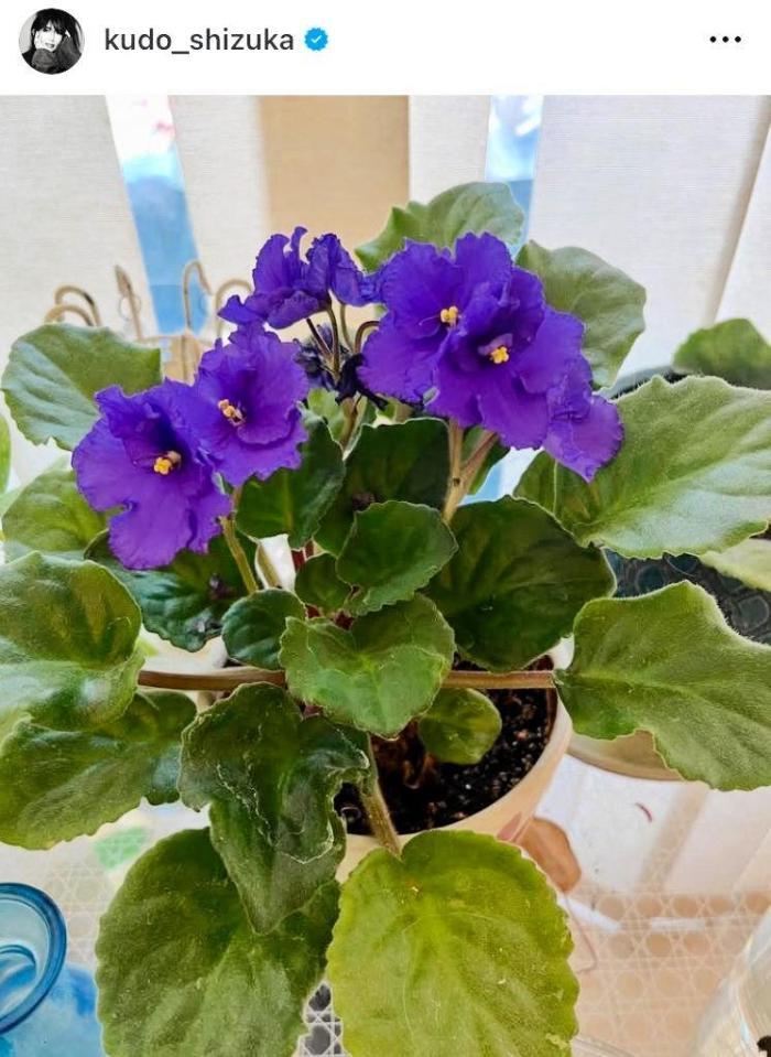 　自宅の花を紹介。工藤静香の４月１０日付のインスタグラム＠ｋｕｄｏ＿ｓｈｉｚｕｋａより