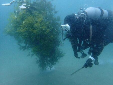 海中林の設置