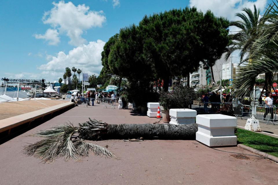 　１７日、フランス・カンヌの目抜き通りで倒れたヤシの木（ロイター＝共同）