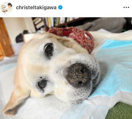 亡くなる２日前のアリス。滝川クリステルのインスタグラム＠ｃｈｒｉｓｔｅｌｔａｋｉｇａｗａより