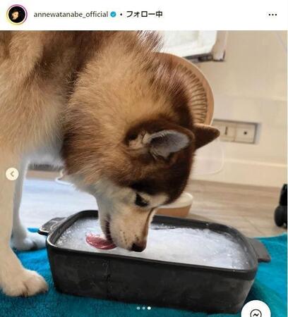 　杏インスタグラム＠ａｎｎｅｗａｔａｎａｂｅ＿ｏｆｆｉｃｉａｌから