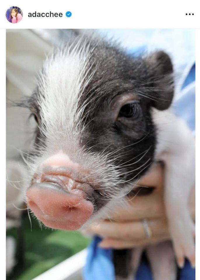 　足立梨花のインスタグラム＠ａｄａｃｃｈｅｅから