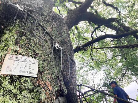 　楽曲「クスノキ」の題材となった長崎・山王神社の被爆クスノキ