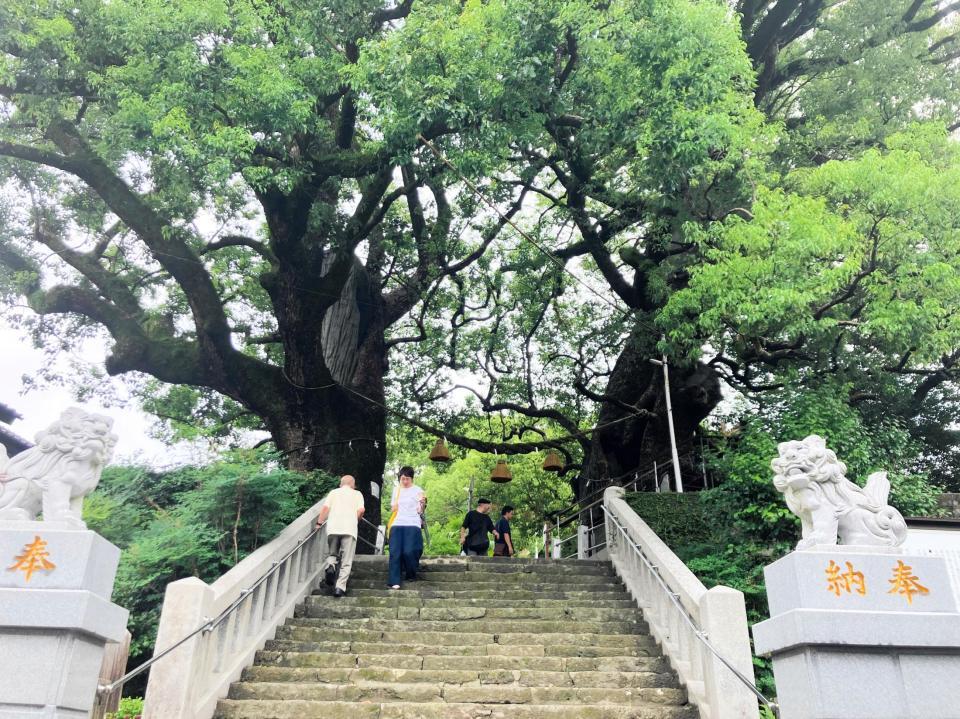 　楽曲「クスノキ」の題材となった長崎・山王神社の被爆クスノキ