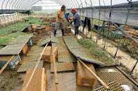 　大雨で泥に漬かったカリフラワーの苗を移動させる農家の人たち