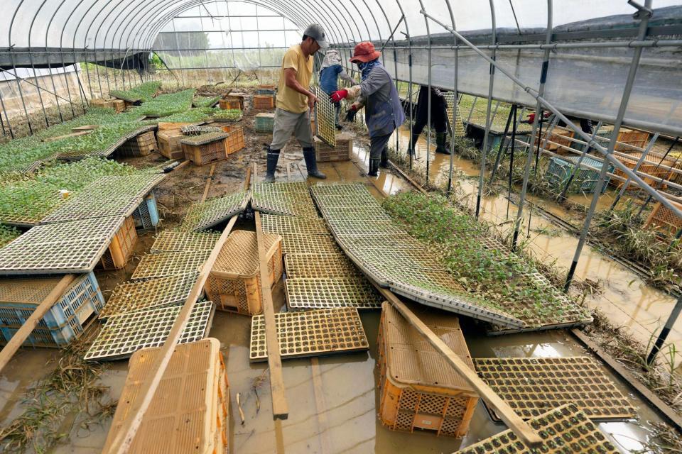 　大雨で泥に漬かったカリフラワーの苗を移動させる農家の人たち