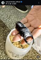 　桜井日奈子インスタグラム＠ｓａｋｕｒａｉ．ｈｉｎａｋｏ＿ｏｆｆｉｃｉａｌから