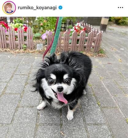 小柳ルミ子のインスタグラム＠ｒｕｍｉｋｏ＿ｋｏｙａｎａｇｉ（２４年６月２７日付）より