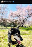 　鉄拳インスタグラム＠ｔｅｋｋｅｎｐａｒａｐａｒａから