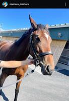 　見栄晴インスタグラム＠ｍｉｅｈａｒｕ＿ｍｉｅｈａｒｕから