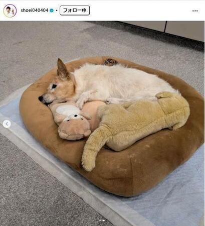 　照英インスタグラム＠ｓｈｏｅｉ０４０４０４から