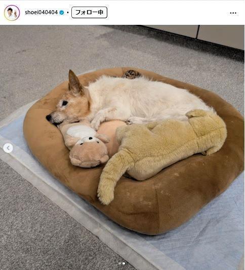 　照英インスタグラム＠ｓｈｏｅｉ０４０４０４から